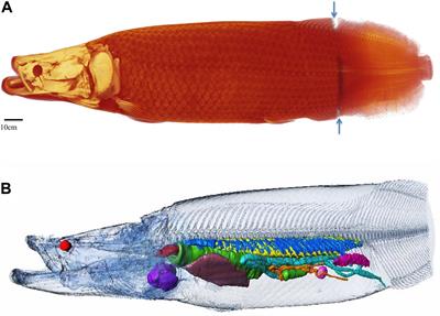 Morphology of the Amazonian Teleost Genus Arapaima Using Advanced 3D Imaging